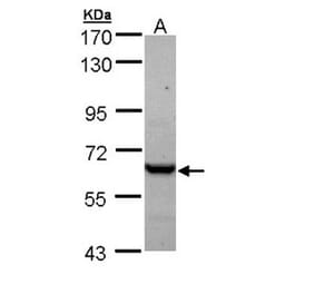 TCP-1 epsilon antibody from Signalway Antibody (22414) - Antibodies.com