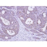 Immunohistochemistry - TCP-1 epsilon antibody from Signalway Antibody (22414) - Antibodies.com