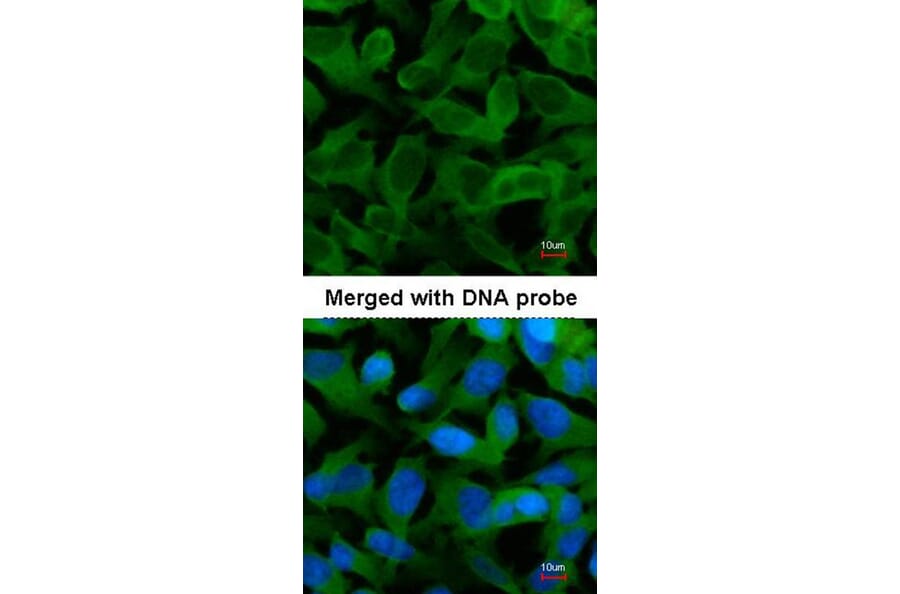 Immunofluorescence - TCP-1 epsilon antibody from Signalway Antibody (22414) - Antibodies.com
