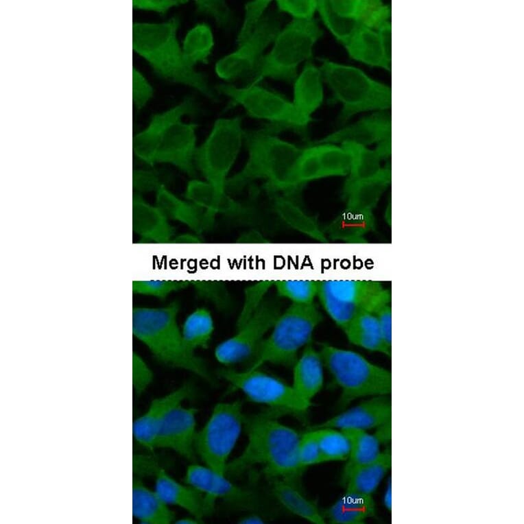 Immunofluorescence - TCP-1 epsilon antibody from Signalway Antibody (22414) - Antibodies.com