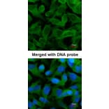 Immunofluorescence - TCP-1 epsilon antibody from Signalway Antibody (22414) - Antibodies.com