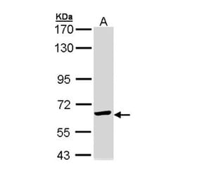TCP-1 epsilon antibody from Signalway Antibody (22415) - Antibodies.com