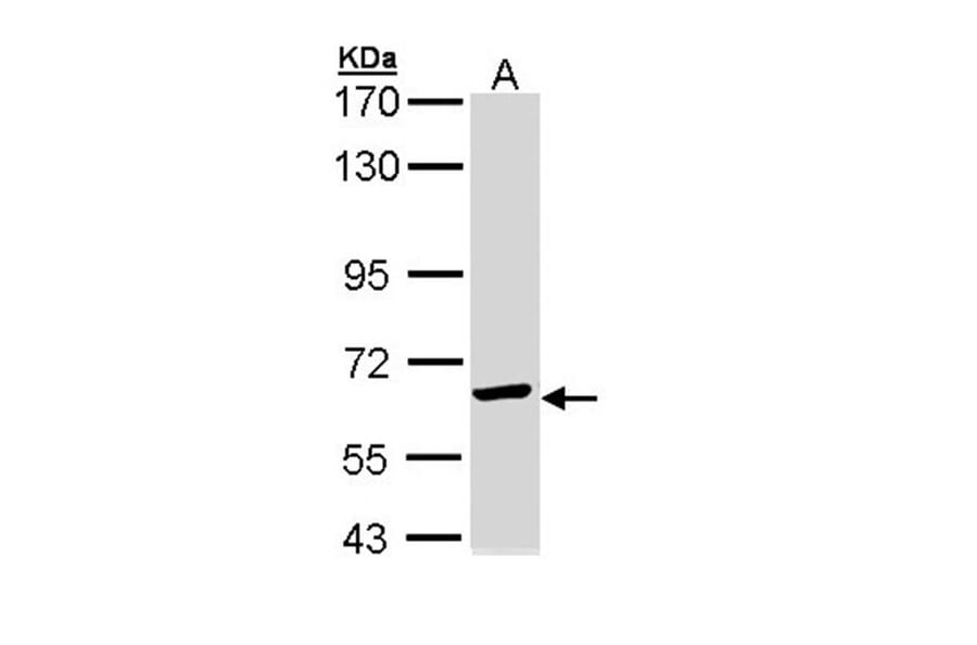 TCP-1 epsilon antibody from Signalway Antibody (22415) - Antibodies.com