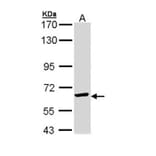 TCP-1 epsilon antibody from Signalway Antibody (22415) - Antibodies.com