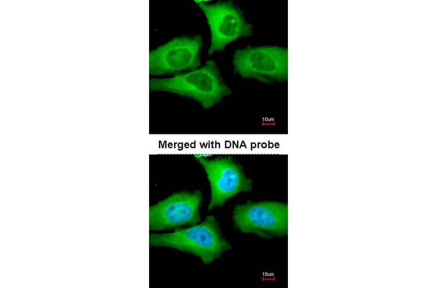 Immunofluorescence - TCP-1 epsilon antibody from Signalway Antibody (22415) - Antibodies.com