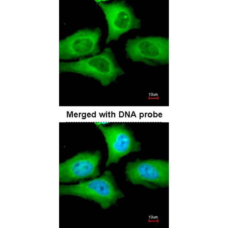 Immunofluorescence - TCP-1 epsilon antibody from Signalway Antibody (22415) - Antibodies.com