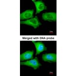 Immunofluorescence - TCP-1 epsilon antibody from Signalway Antibody (22415) - Antibodies.com