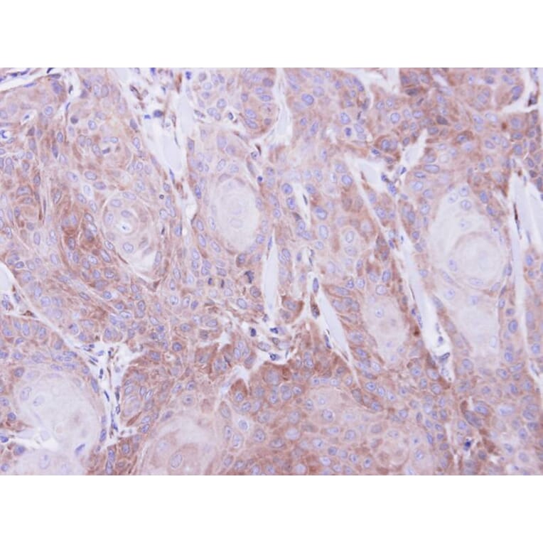 Immunohistochemistry - Sec61 alpha-1 antibody from Signalway Antibody (22801) - Antibodies.com