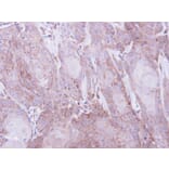 Immunohistochemistry - Sec61 alpha-1 antibody from Signalway Antibody (22801) - Antibodies.com