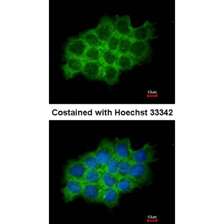 Immunofluorescence - Sec61 alpha-1 antibody from Signalway Antibody (22801) - Antibodies.com