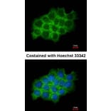 Immunofluorescence - Sec61 alpha-1 antibody from Signalway Antibody (22801) - Antibodies.com