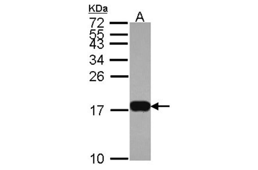 Histone H3.3B antibody from Signalway Antibody (23012) - Antibodies.com