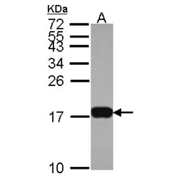 Histone H3.3B antibody from Signalway Antibody (23012) - Antibodies.com