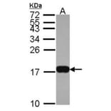 Histone H3.3B antibody from Signalway Antibody (23012) - Antibodies.com