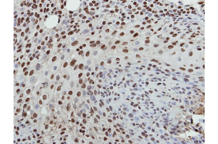 Immunohistochemistry - Histone H3.3B antibody from Signalway Antibody (23012) - Antibodies.com