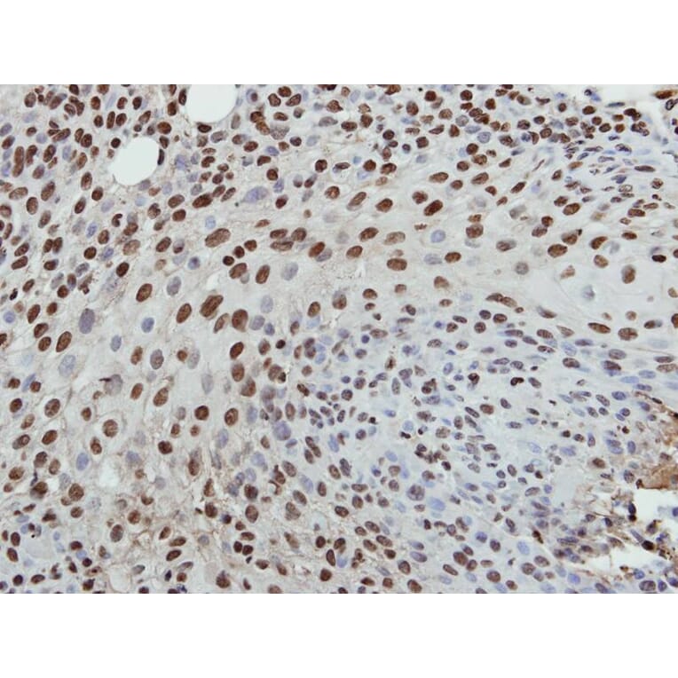 Immunohistochemistry - Histone H3.3B antibody from Signalway Antibody (23012) - Antibodies.com