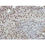Immunohistochemistry - Histone H3.3B antibody from Signalway Antibody (23012) - Antibodies.com