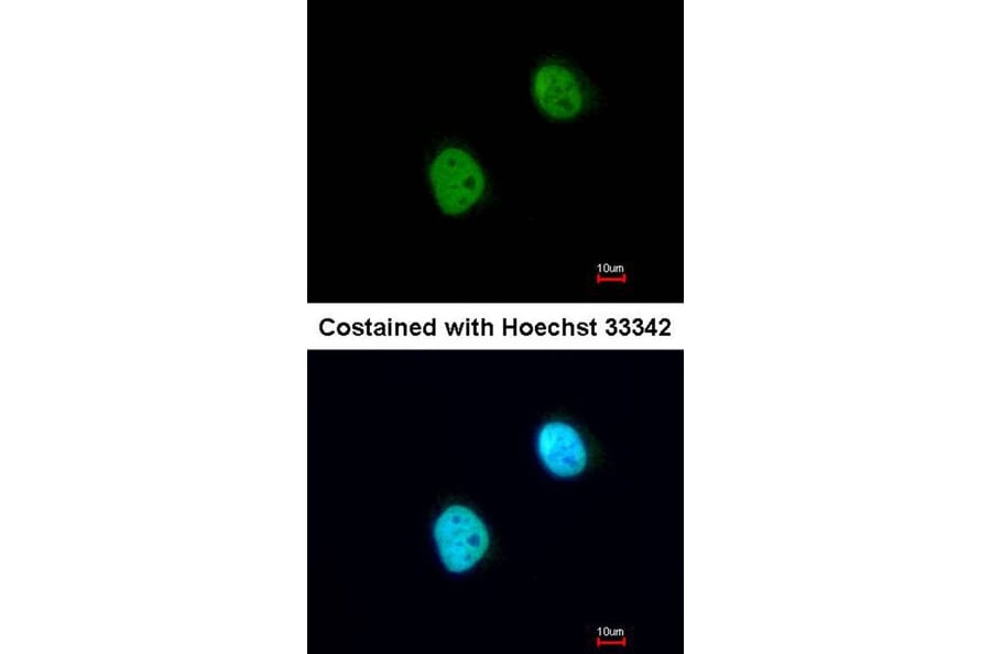 Immunofluorescence - Histone H3.3B antibody from Signalway Antibody (23012) - Antibodies.com
