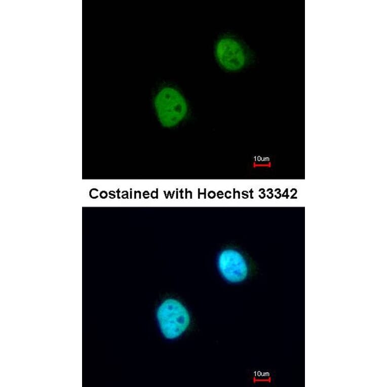 Immunofluorescence - Histone H3.3B antibody from Signalway Antibody (23012) - Antibodies.com