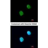 Immunofluorescence - Histone H3.3B antibody from Signalway Antibody (23012) - Antibodies.com