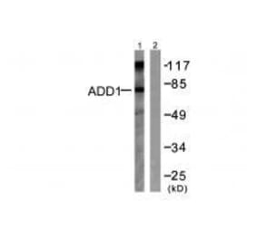 Western blot - ADD1 (Ab-726) Antibody from Signalway Antibody (33115) - Antibodies.com