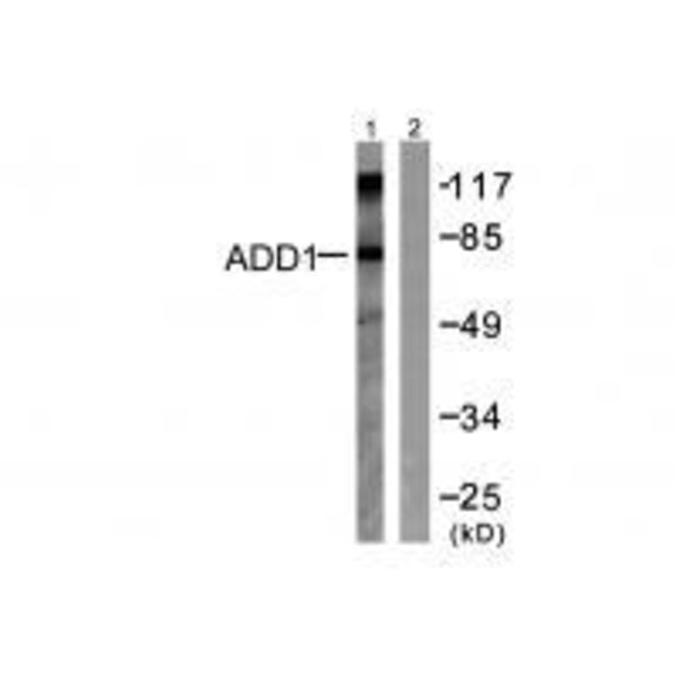 Western blot - ADD1 (Ab-726) Antibody from Signalway Antibody (33115) - Antibodies.com