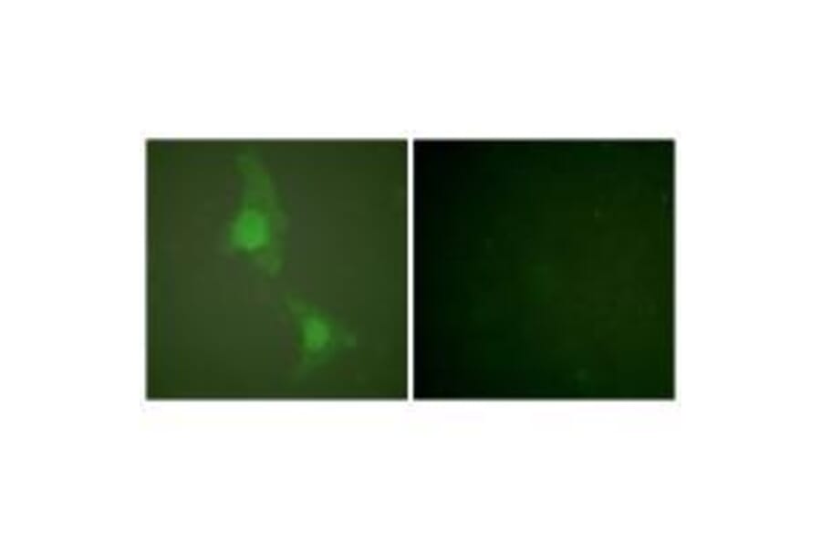 Immunofluorescence - ADD1 (Ab-726) Antibody from Signalway Antibody (33115) - Antibodies.com