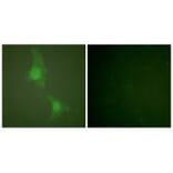 Immunofluorescence - ADD1 (Ab-726) Antibody from Signalway Antibody (33115) - Antibodies.com