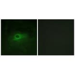 Immunofluorescence - CSFR (Ab-809) Antibody from Signalway Antibody (33156) - Antibodies.com