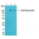 Western blot - CSFR (Ab-809) Antibody from Signalway Antibody (33156) - Antibodies.com