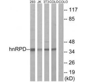 Western blot - hnRPD (Ab-83) Antibody from Signalway Antibody (33167) - Antibodies.com