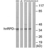 Western blot - hnRPD (Ab-83) Antibody from Signalway Antibody (33167) - Antibodies.com