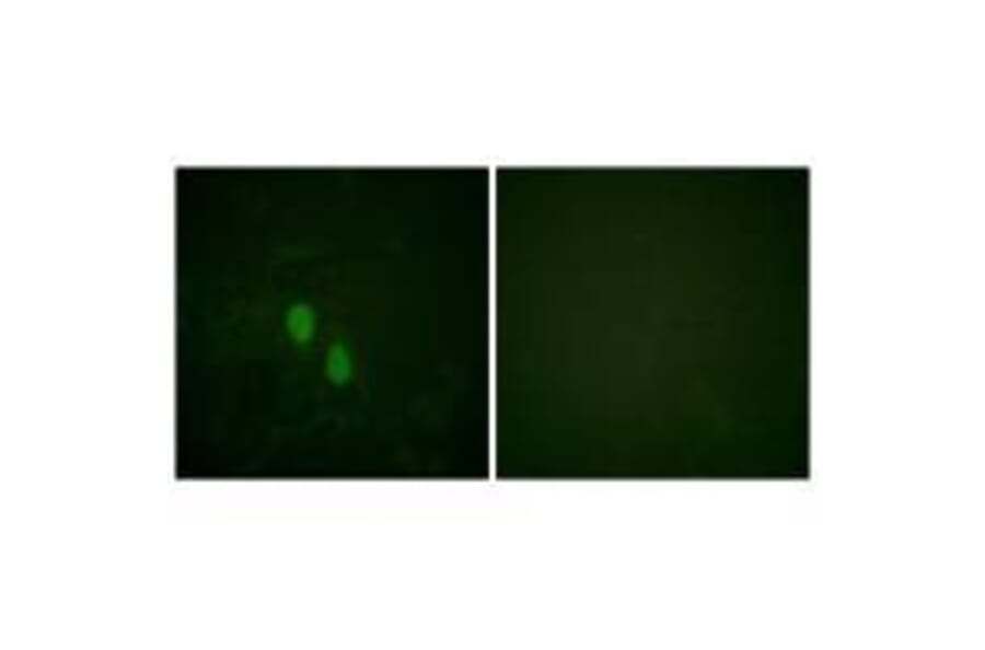 Immunofluorescence - hnRPD (Ab-83) Antibody from Signalway Antibody (33167) - Antibodies.com