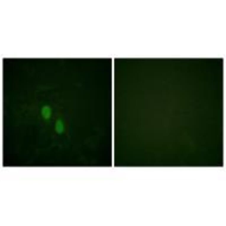 Immunofluorescence - hnRPD (Ab-83) Antibody from Signalway Antibody (33167) - Antibodies.com
