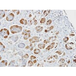 Immunohistochemistry - glutathione S-transferase alpha 2 antibody from Signalway Antibody (22142) - Antibodies.com