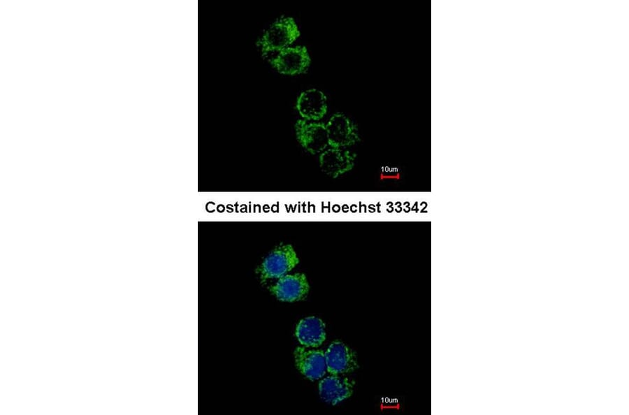 Immunofluorescence - glutathione S-transferase alpha 2 antibody from Signalway Antibody (22142) - Antibodies.com