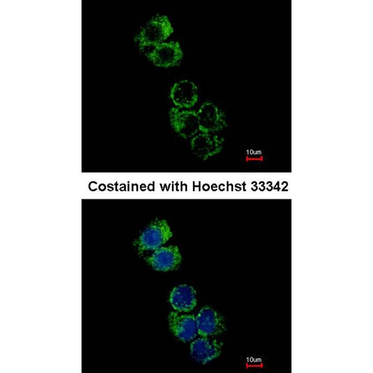 Immunofluorescence - glutathione S-transferase alpha 2 antibody from Signalway Antibody (22142) - Antibodies.com