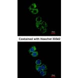 Immunofluorescence - glutathione S-transferase alpha 2 antibody from Signalway Antibody (22142) - Antibodies.com