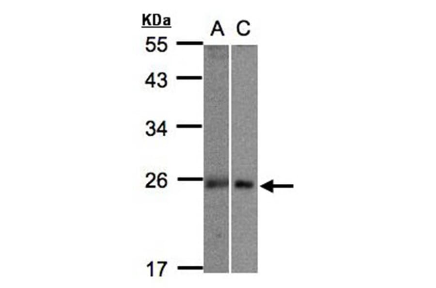 MID1 interacting G12-like protein antibody from Signalway Antibody (23147) - Antibodies.com
