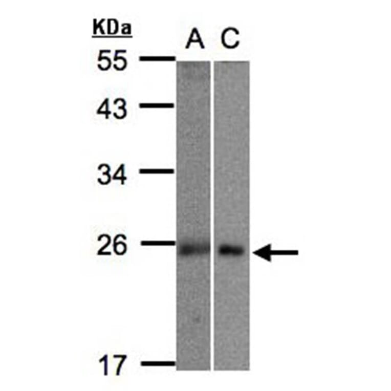 MID1 interacting G12-like protein antibody from Signalway Antibody (23147) - Antibodies.com
