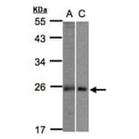 MID1 interacting G12-like protein antibody from Signalway Antibody (23147) - Antibodies.com