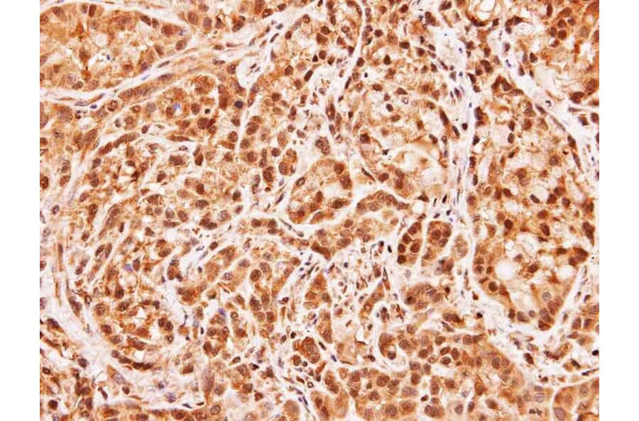 Immunohistochemistry - MID1 interacting G12-like protein antibody from Signalway Antibody (23147) - Antibodies.com