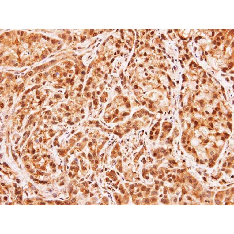 Immunohistochemistry - MID1 interacting G12-like protein antibody from Signalway Antibody (23147) - Antibodies.com