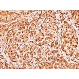 Immunohistochemistry - MID1 interacting G12-like protein antibody from Signalway Antibody (23147) - Antibodies.com