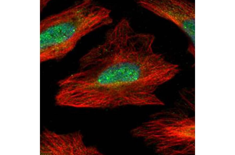 MID1 interacting G12-like protein antibody from Signalway Antibody (23147) - Antibodies.com