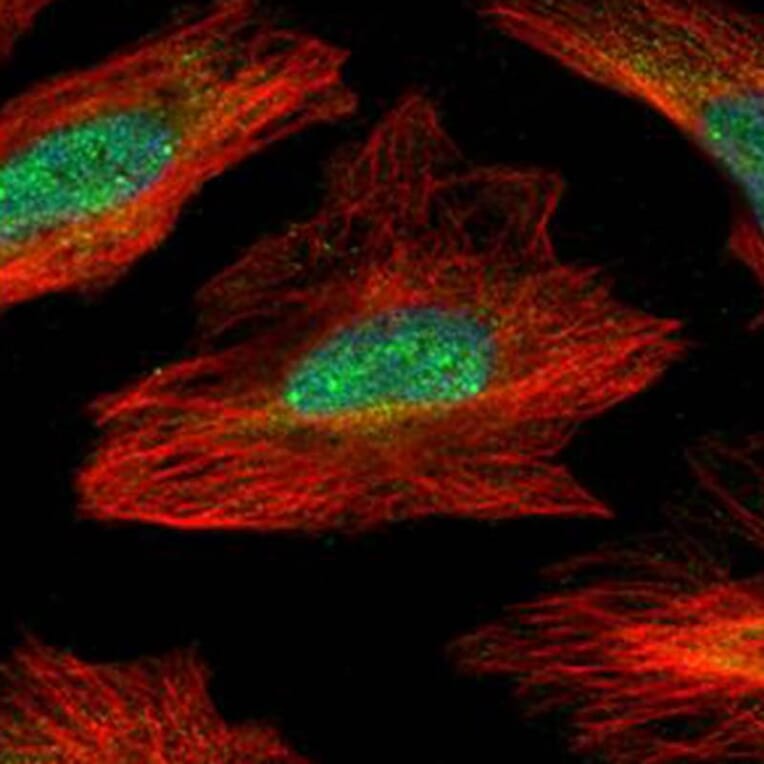 MID1 interacting G12-like protein antibody from Signalway Antibody (23147) - Antibodies.com
