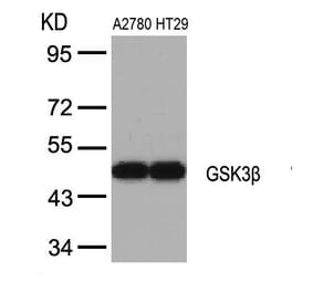 Western blot - GSK3b (Ab-9) Antibody from Signalway Antibody (21002) - Antibodies.com