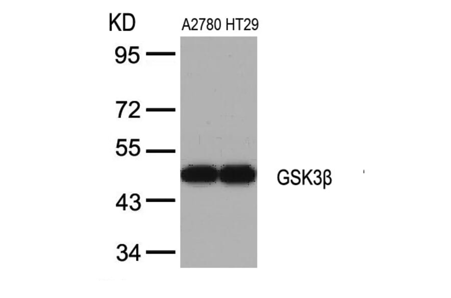 Western blot - GSK3b (Ab-9) Antibody from Signalway Antibody (21002) - Antibodies.com