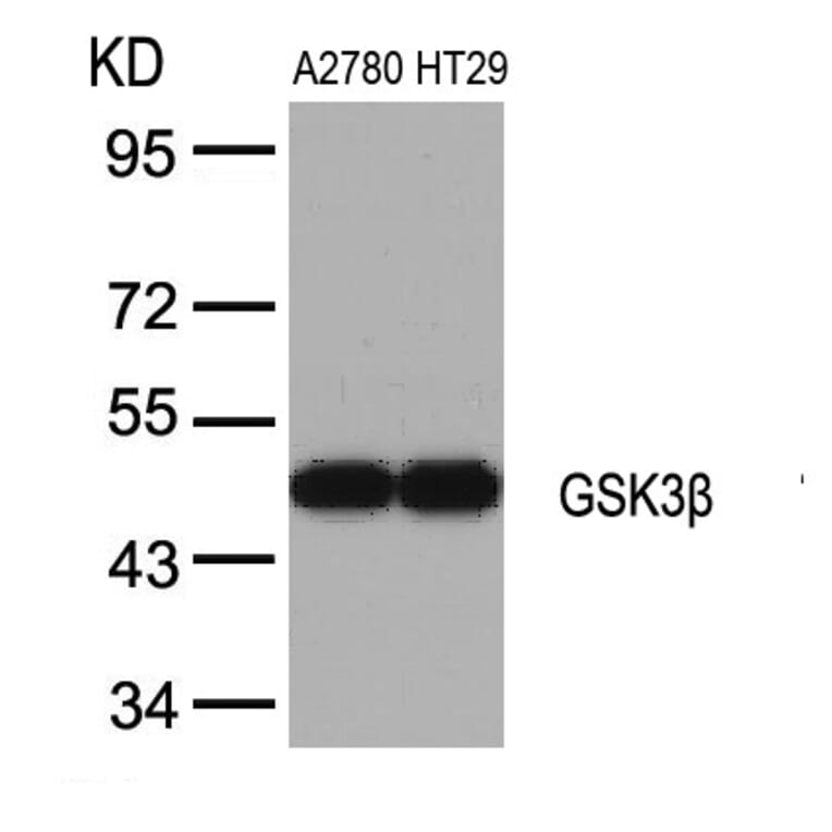 Western blot - GSK3b (Ab-9) Antibody from Signalway Antibody (21002) - Antibodies.com