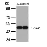 Western blot - GSK3b (Ab-9) Antibody from Signalway Antibody (21002) - Antibodies.com